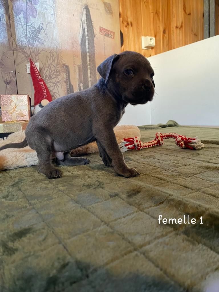 Gardiens De La Cite Ardente - Chiot disponible  - Cane Corso