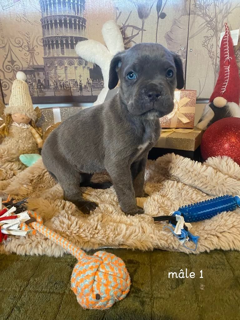 Gardiens De La Cite Ardente - Chiot disponible  - Cane Corso