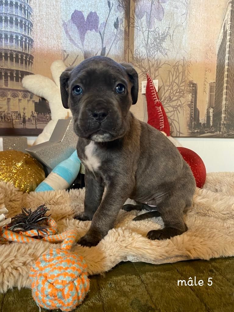 Gardiens De La Cite Ardente - Chiot disponible  - Cane Corso