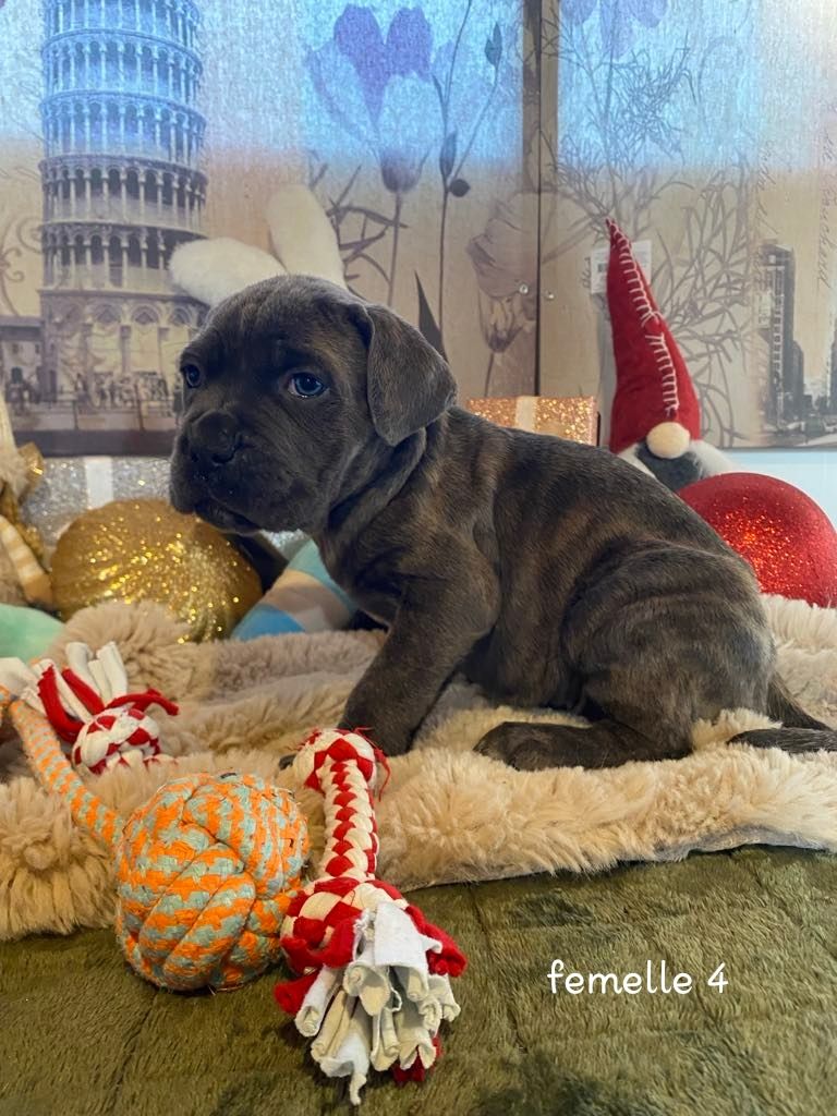 Gardiens De La Cite Ardente - Chiot disponible  - Cane Corso