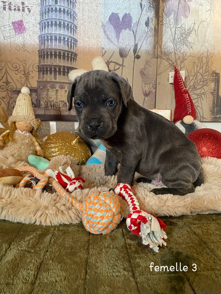 Gardiens De La Cite Ardente - Chiot disponible  - Cane Corso