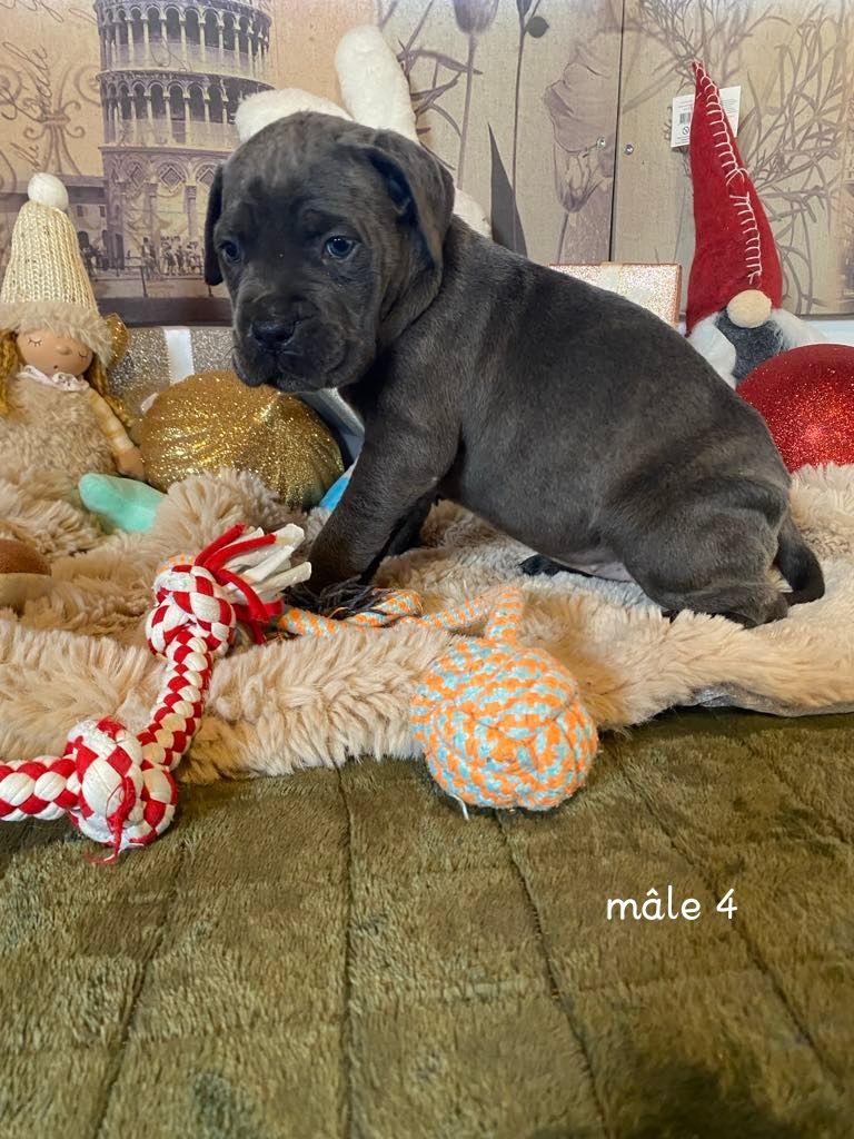 Gardiens De La Cite Ardente - Chiot disponible  - Cane Corso