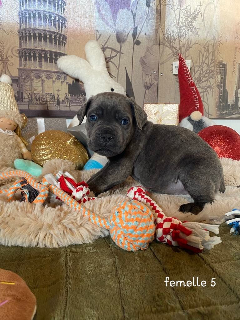 Gardiens De La Cite Ardente - Chiot disponible  - Cane Corso