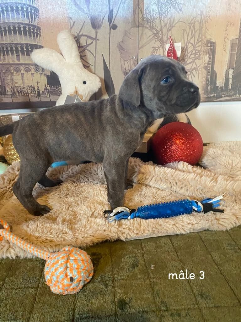 Gardiens De La Cite Ardente - Chiot disponible  - Cane Corso